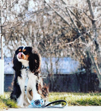 BUNDLE - DAPPER DOGGY (4 PIECES)
